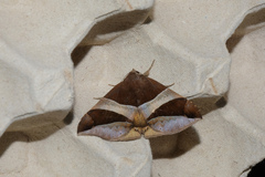 Bastilla fulvotaenia