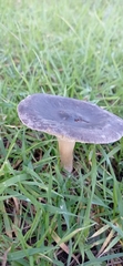 Melanoleuca
