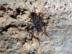 Gryllomorpha dalmatina