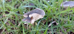 Melanoleuca