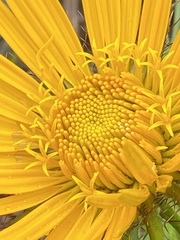 Berkheya barbata