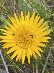 Berkheya barbata