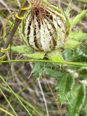 Berkheya barbata