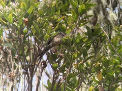 Leptasthenura andicola