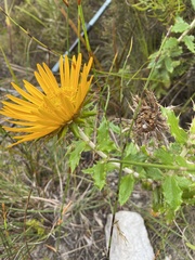 Berkheya barbata