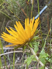 Berkheya barbata