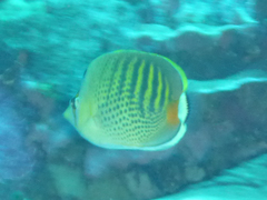 Chaetodon punctatofasciatus