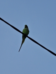 Psittacula krameri