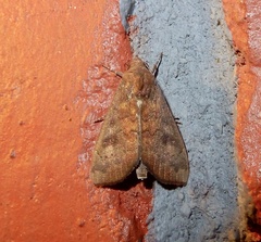 Rusicada combinans