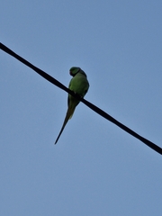 Psittacula krameri