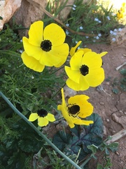 Ranunculus asiaticus