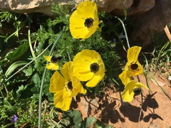 Ranunculus asiaticus