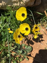 Ranunculus asiaticus