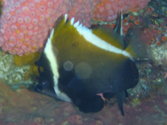 Heniochus varius