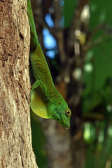 Anolis evermanni