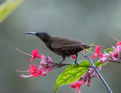 Chalcomitra amethystina