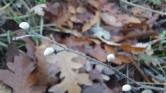 Lithospermum officinale