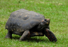 Chelonoidis carbonarius