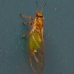 Triozidae