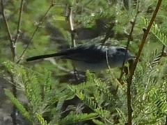 Polioptila melanura