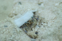 Dardanus scutellatus