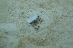 Dardanus scutellatus