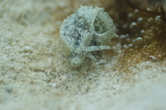 Stylocheilus striatus