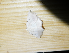 Eilicrinia trinotata