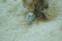 Stylocheilus striatus