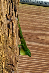 Anolis evermanni