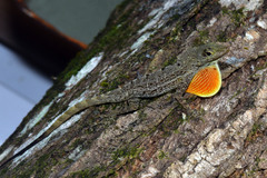 Anolis stratulus