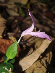 Dicliptera tinctoria