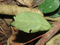 Dicliptera tinctoria