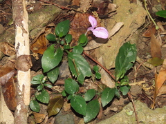 Dicliptera tinctoria
