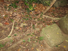 Dicliptera tinctoria