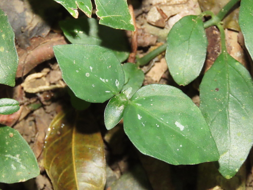 Image of Dye Foldwing (Dicliptera tinctoria) by (c) chiuluan, some rights reserved (CC BY)