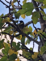 Pycnonotus xanthopygos