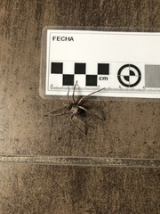 Tomopisthes horrendus