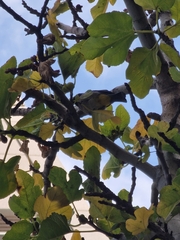 Pycnonotus xanthopygos