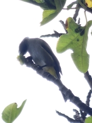 Pycnonotus xanthopygos