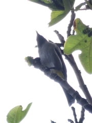 Pycnonotus xanthopygos