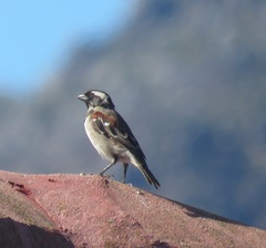 Passer melanurus melanurus