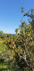 Juniperus phoenicea