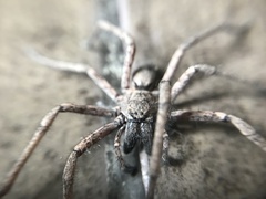 Tomopisthes horrendus