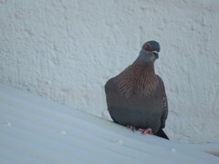 Columba guinea phaeonota