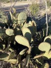 Opuntia strigil