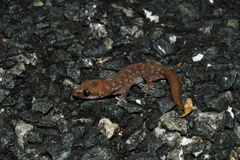 Diplodactylus lateroides