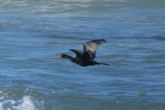 Microcarbo coronatus