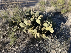 Opuntia strigil