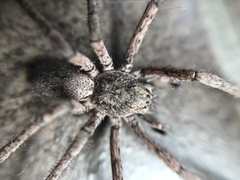 Tomopisthes horrendus